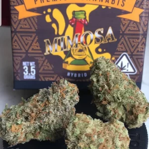 Mimosa strain